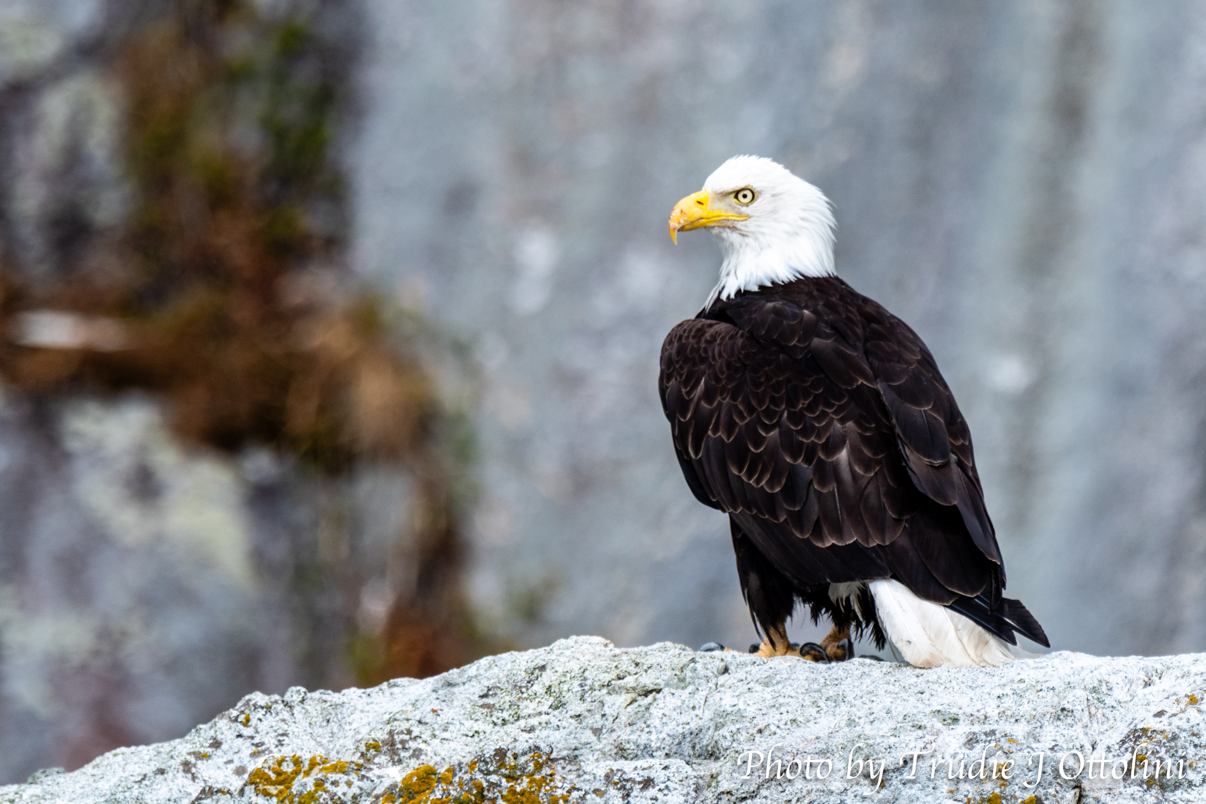 Bald Eagle