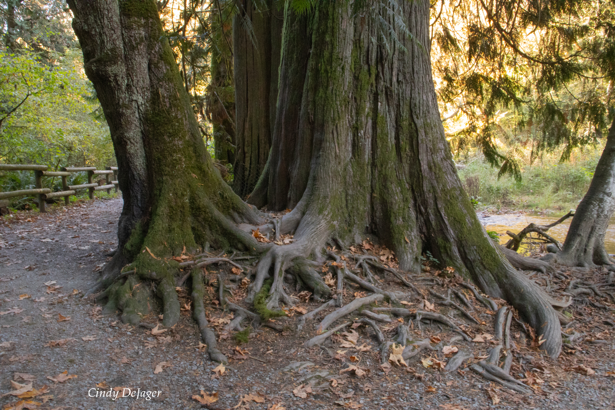 Two old growth trees roots overlap in what looks like they are holding hands.