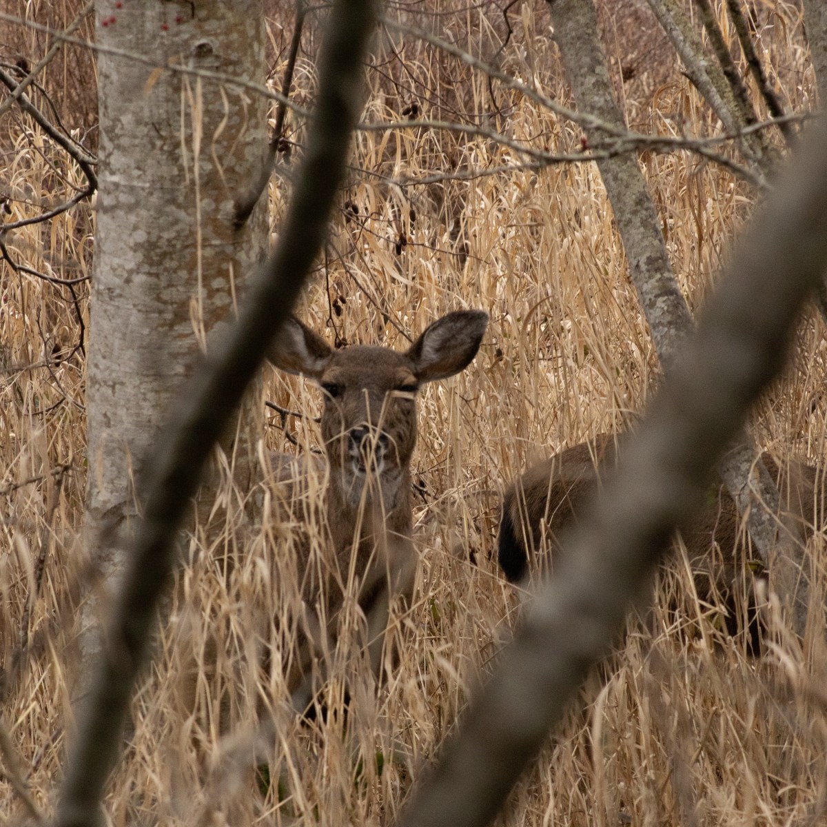 Buttertubs Marsh in Beautiful&nbsp;Nanaimo