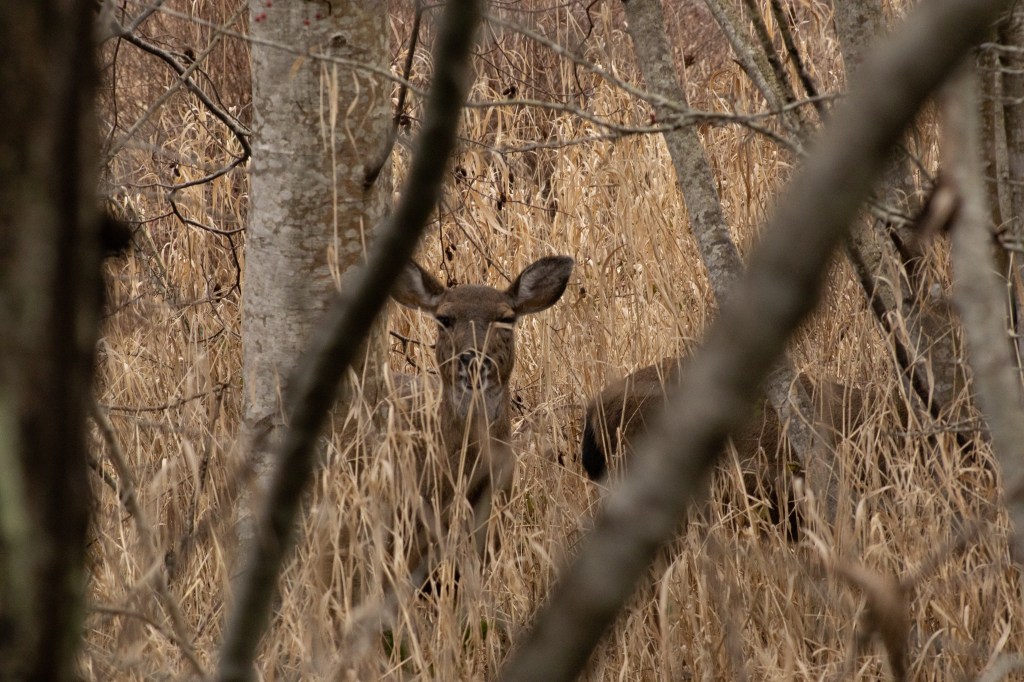 Buttertubs Marsh in Beautiful&nbsp;Nanaimo
