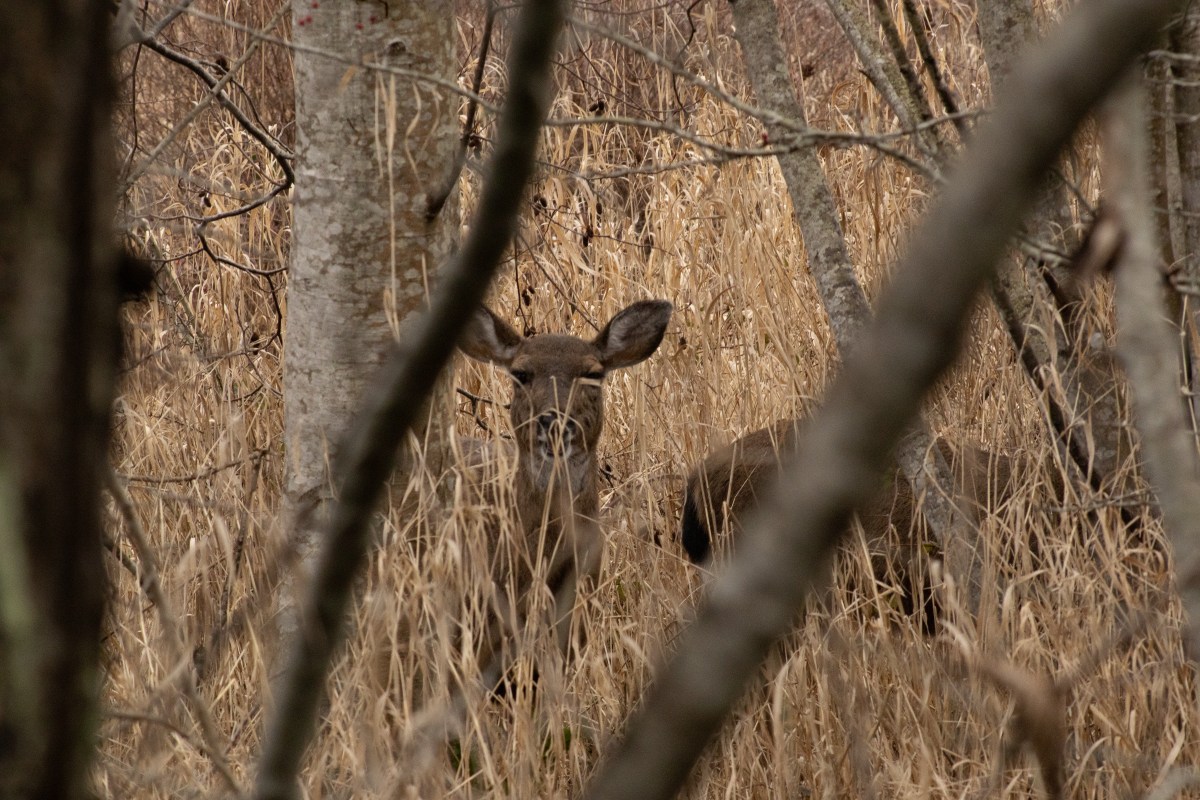 Buttertubs Marsh in Beautiful&nbsp;Nanaimo