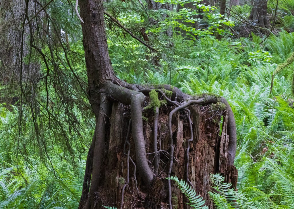 An old dead stump becomes a 'nurse stump' for a new tree to begin its growth.