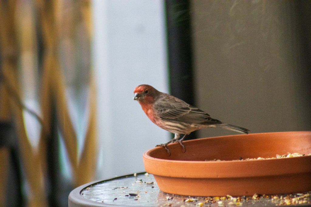 A male song sparrow perched on a terra cotta dish.