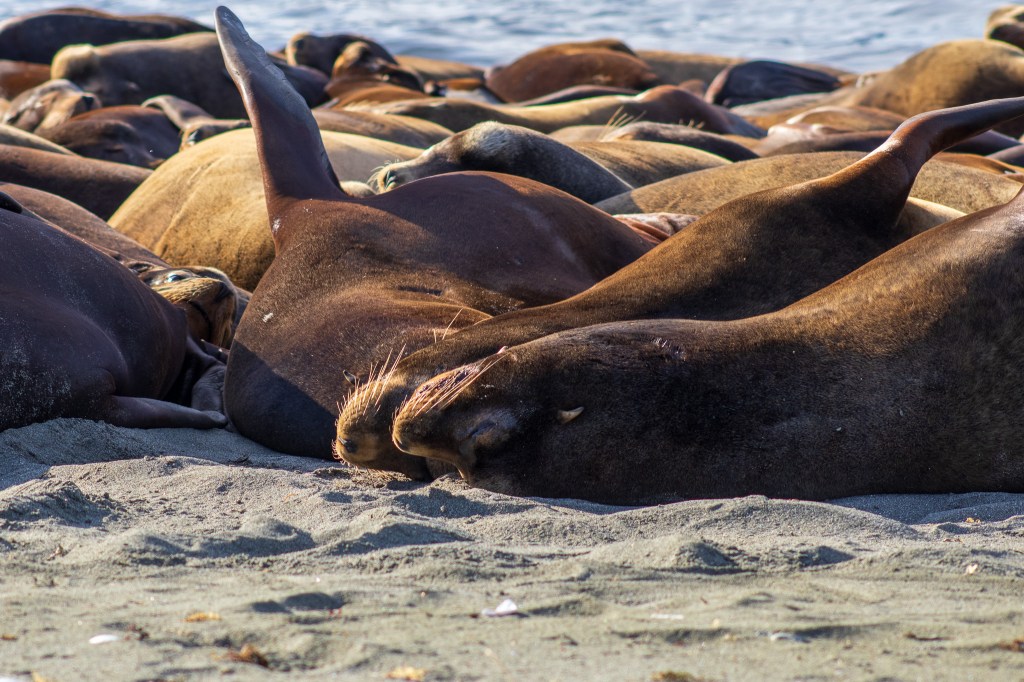 Deep Bay – Sea&nbsp;Lions