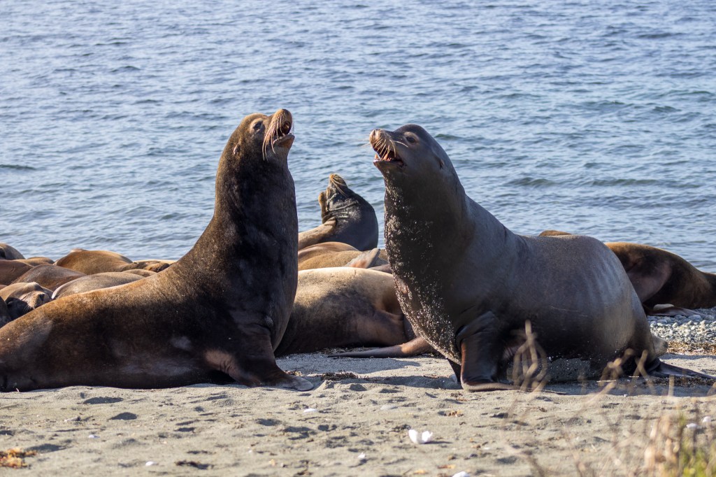 East Vancouver Island