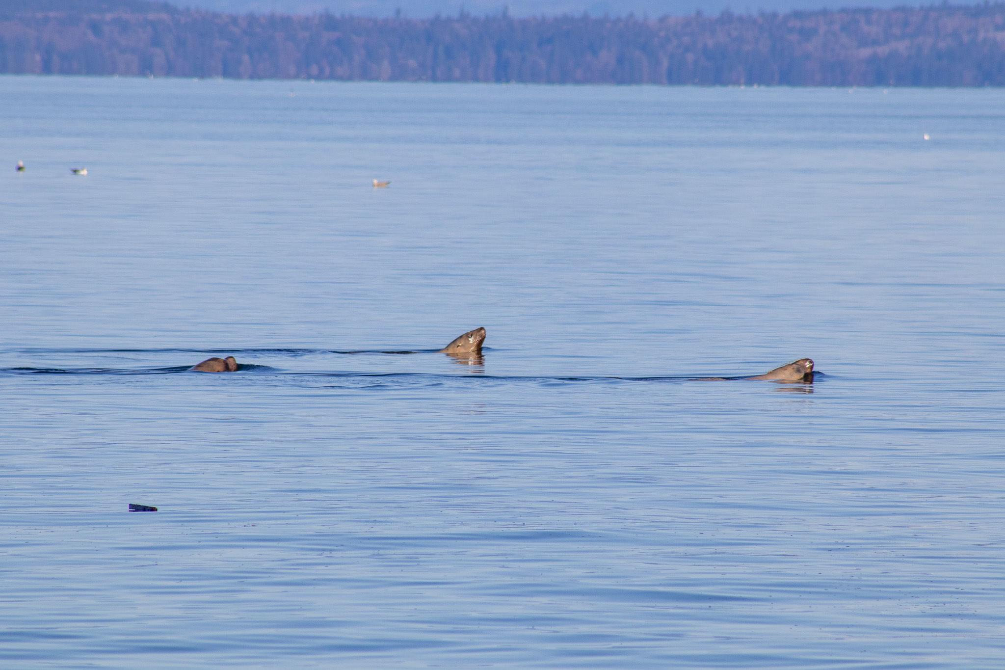 Sea lions noses above the water.
