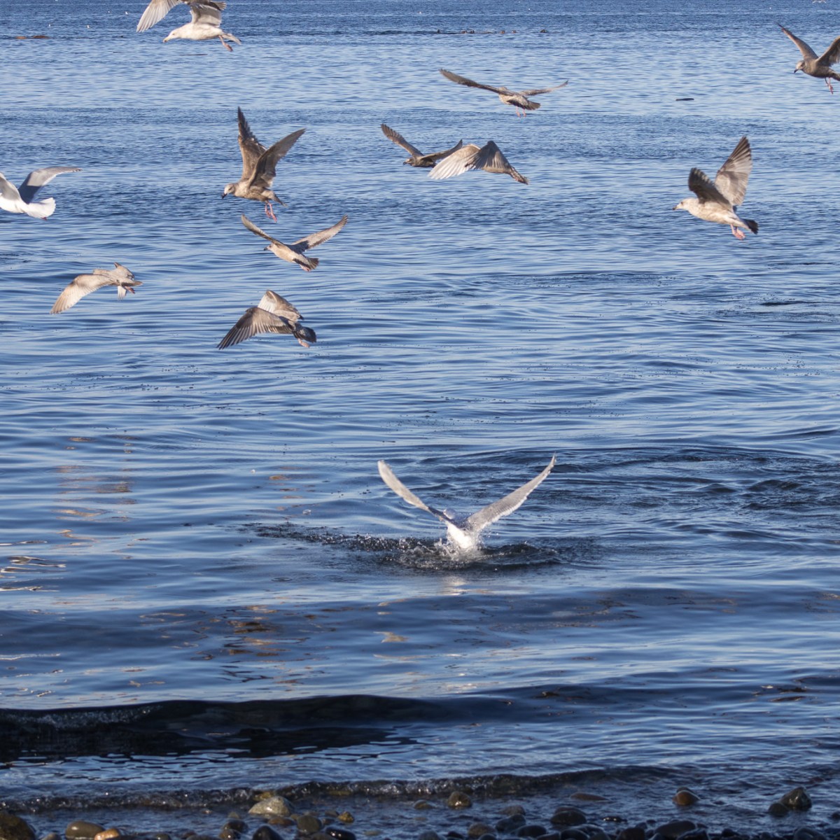 Waiting for the Herring Spawn in&nbsp;Comox