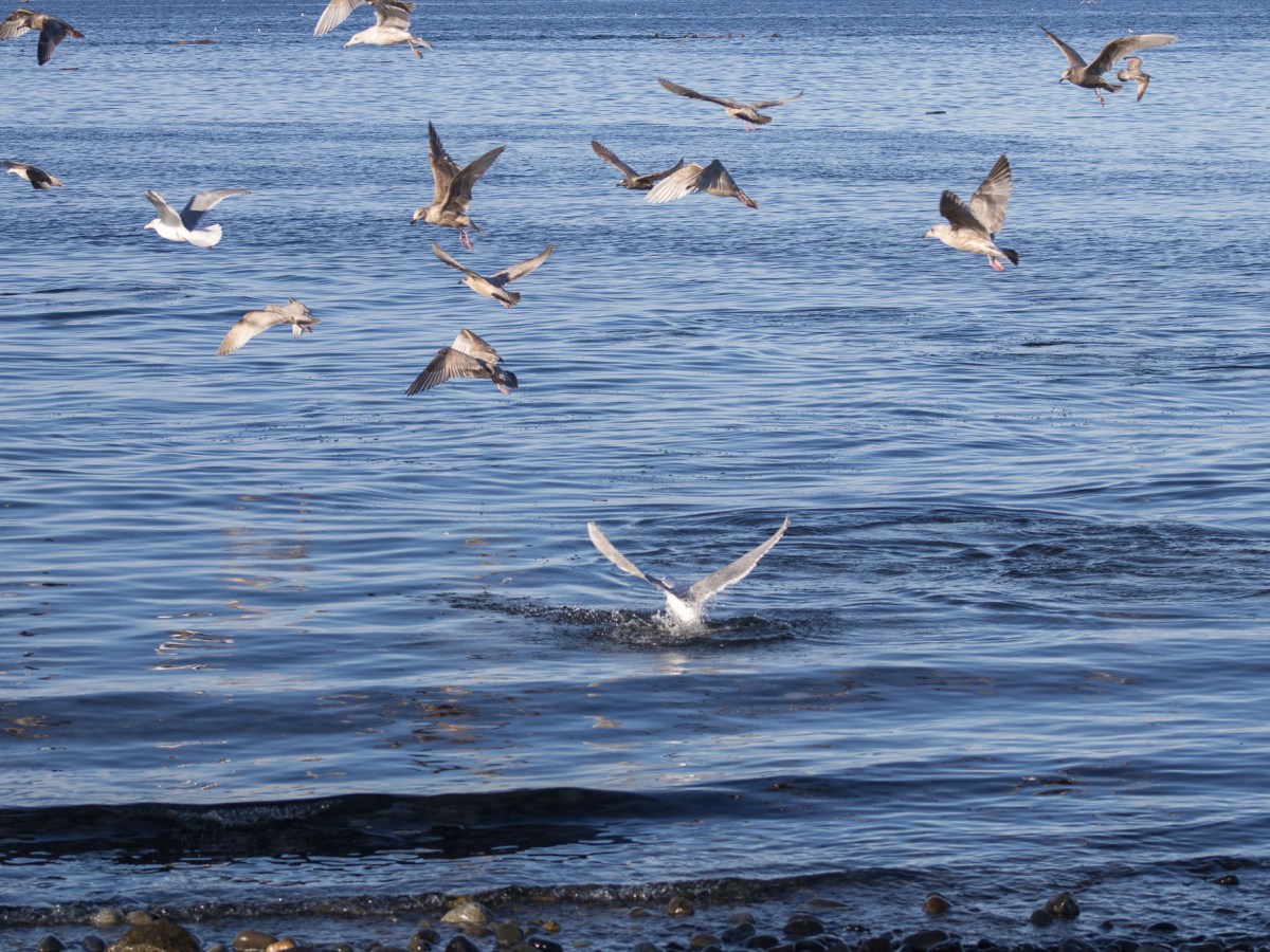 Waiting for the Herring Spawn in&nbsp;Comox