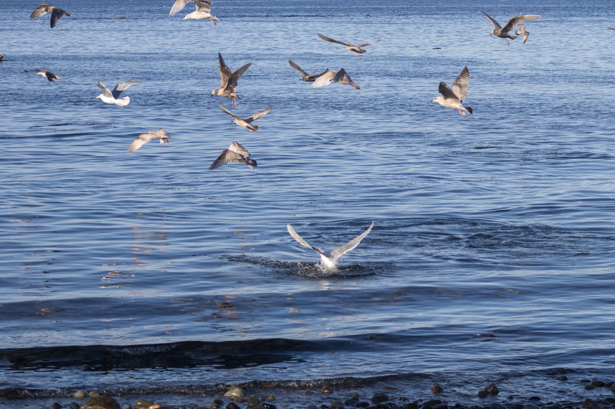 Waiting for the Herring Spawn in&nbsp;Comox