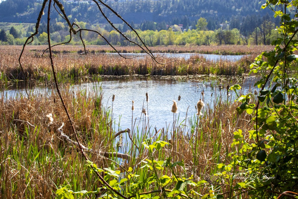 Buttertubs Marsh in the&nbsp;Spring