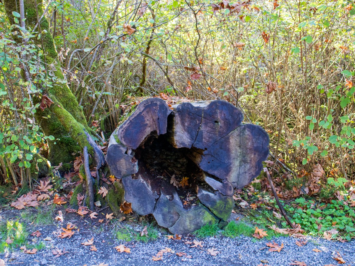 Goldstream Provincial Park