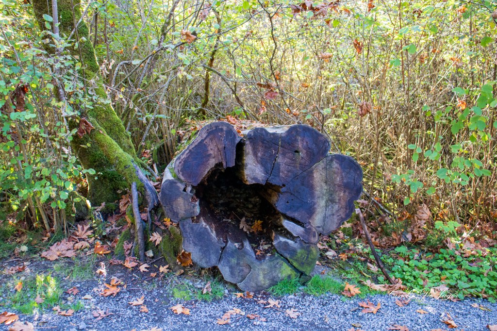 Goldstream Provincial Park