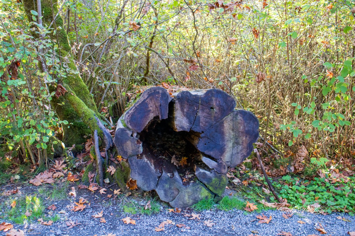 Goldstream Provincial Park