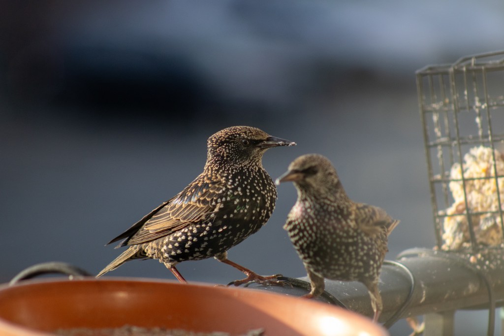 A Day at the Bird&nbsp;Feeder