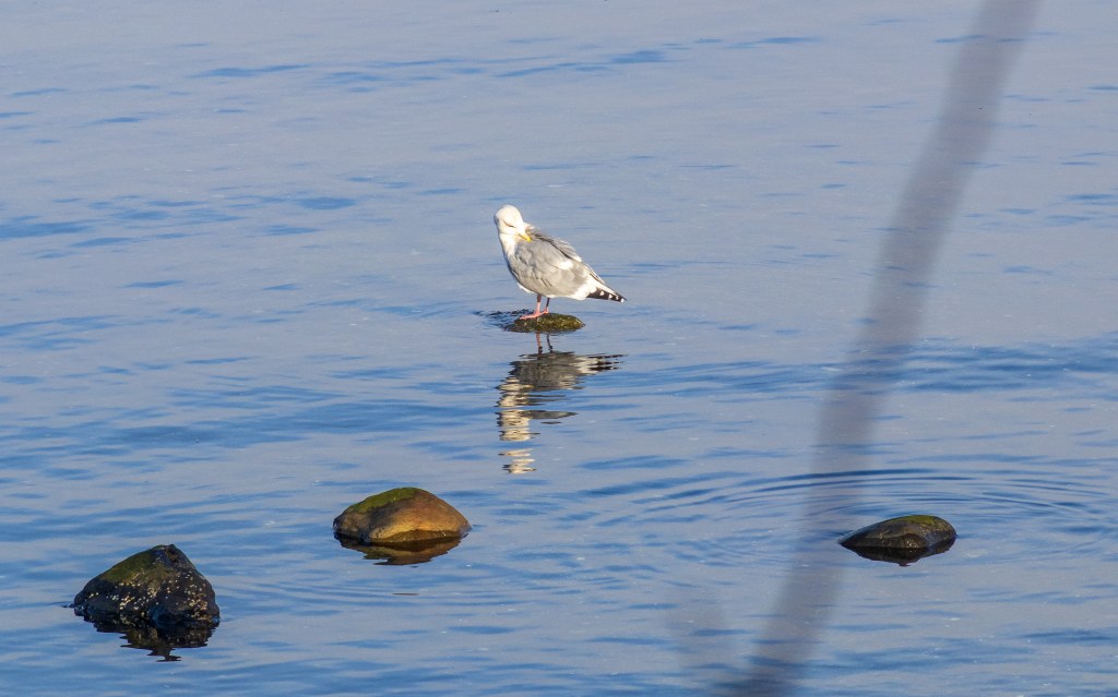 A Foggy Day at Qualicum&nbsp;Bay