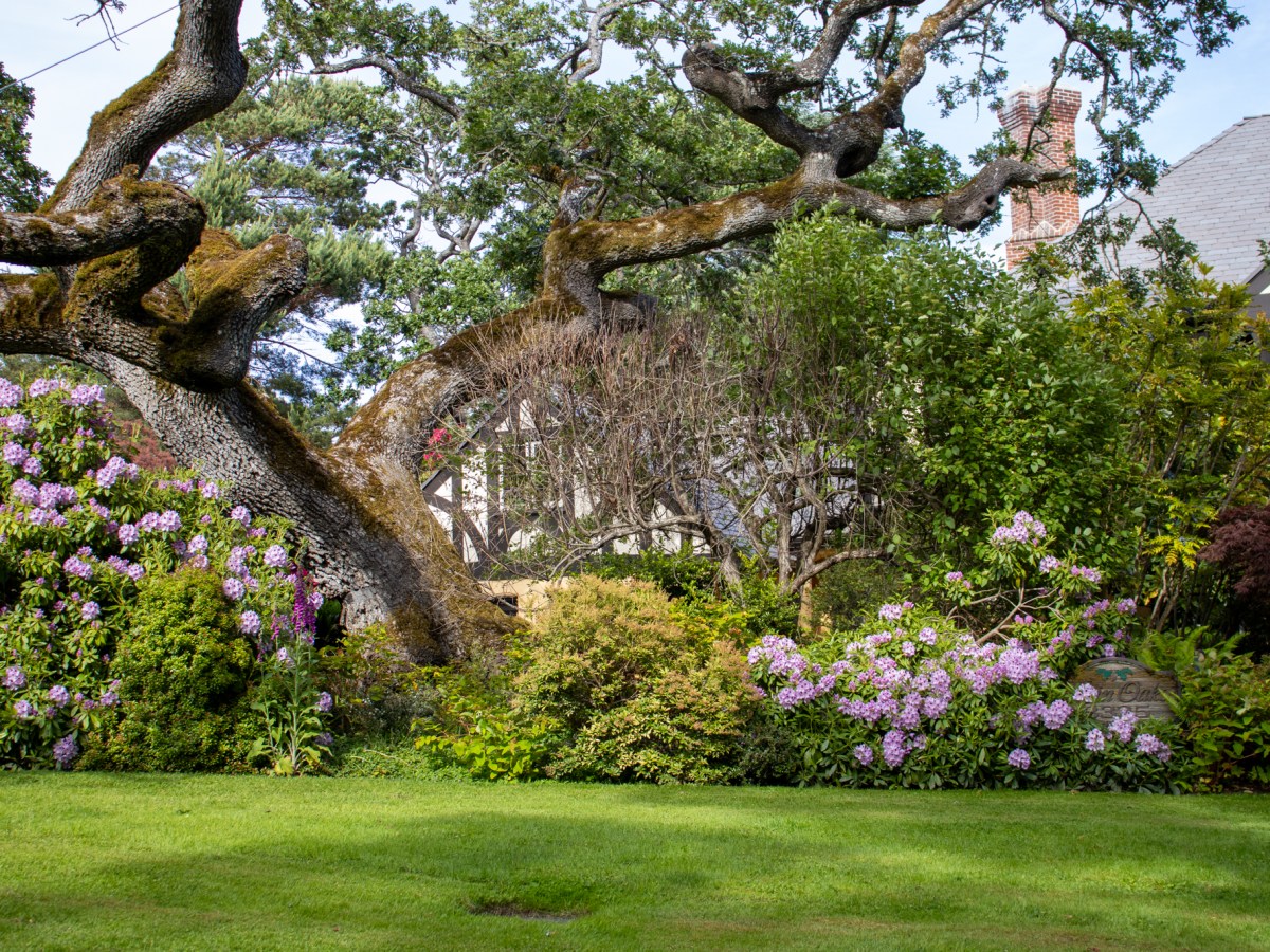 Victoria – Foliage, Water, Wind, and&nbsp;Adventure