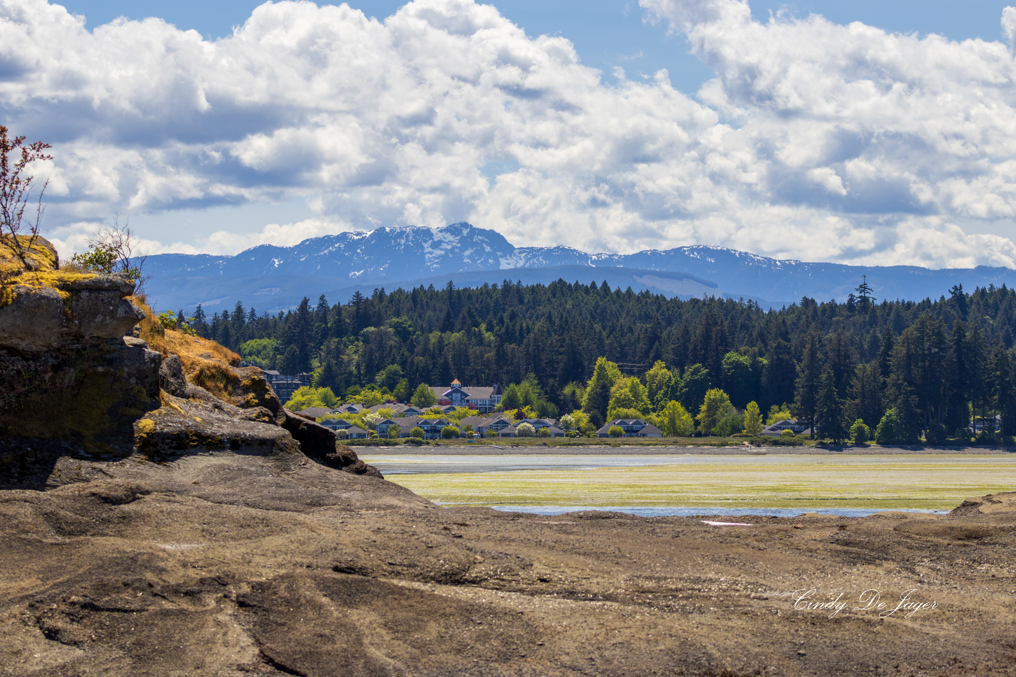 Rocky shoreline with patches of exposed seaweed and moss at low tide, overlooking calm water with evergreen trees, shoreline homes, and snow‑capped mountains across the bay.