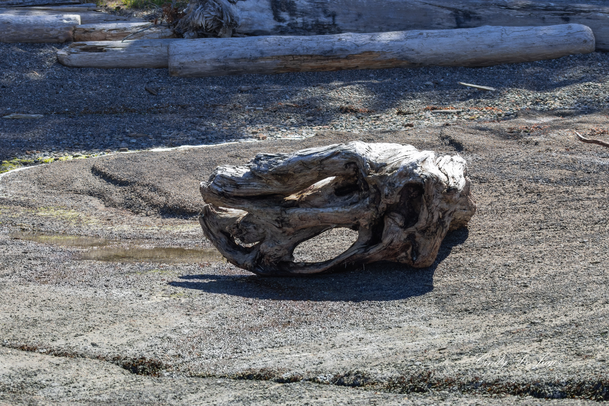 Weathered driftwood shaped by tide and time — the shoreline’s sculptural memory.